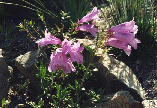 Image of Bush Penstemon