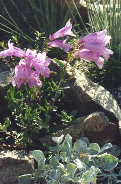 Image of Bush Penstemon