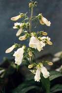 Image of hairy beardtongue