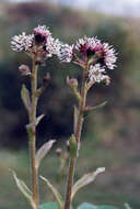 Image of Winter heliotrope