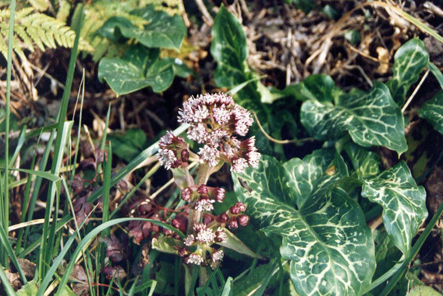 Image of Winter heliotrope