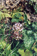 Image of Winter heliotrope