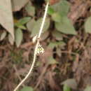 Image of Cissampelos grandifolia Triana & Planch.