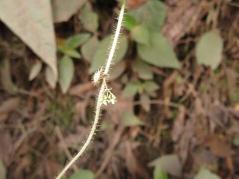 Image of Cissampelos grandifolia Triana & Planch.