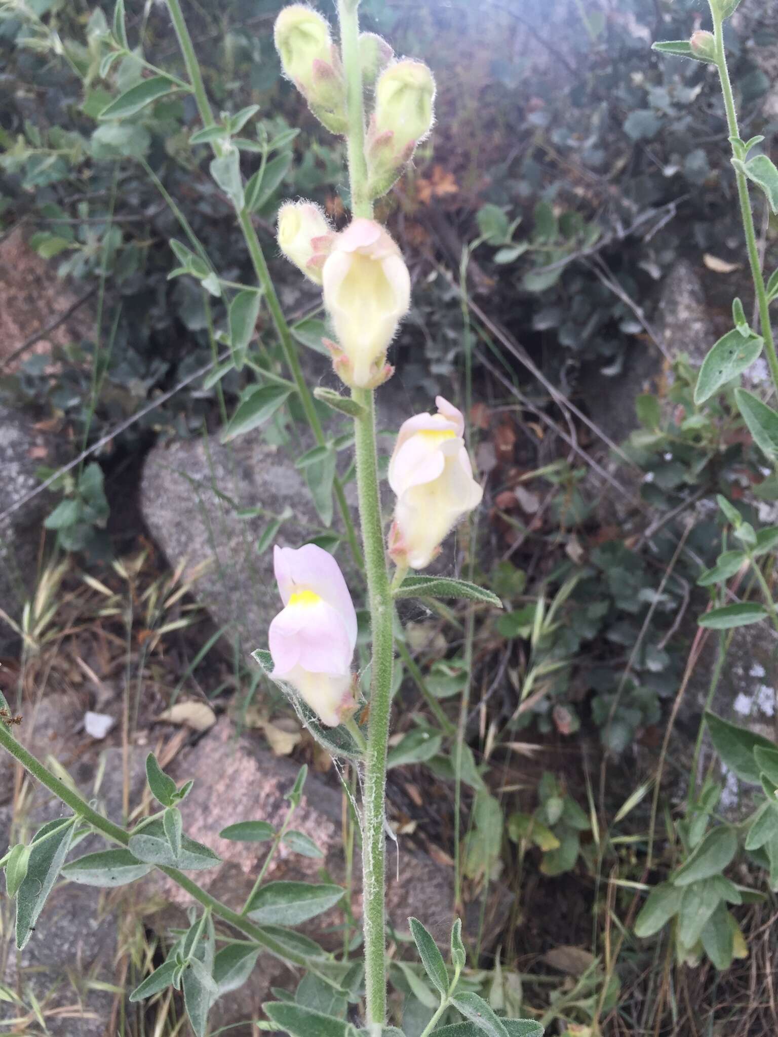 Image de Antirrhinum graniticum Rothm.