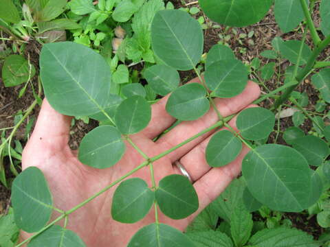 Image of Moringa stenopetala (E. G. Baker) Cufod.