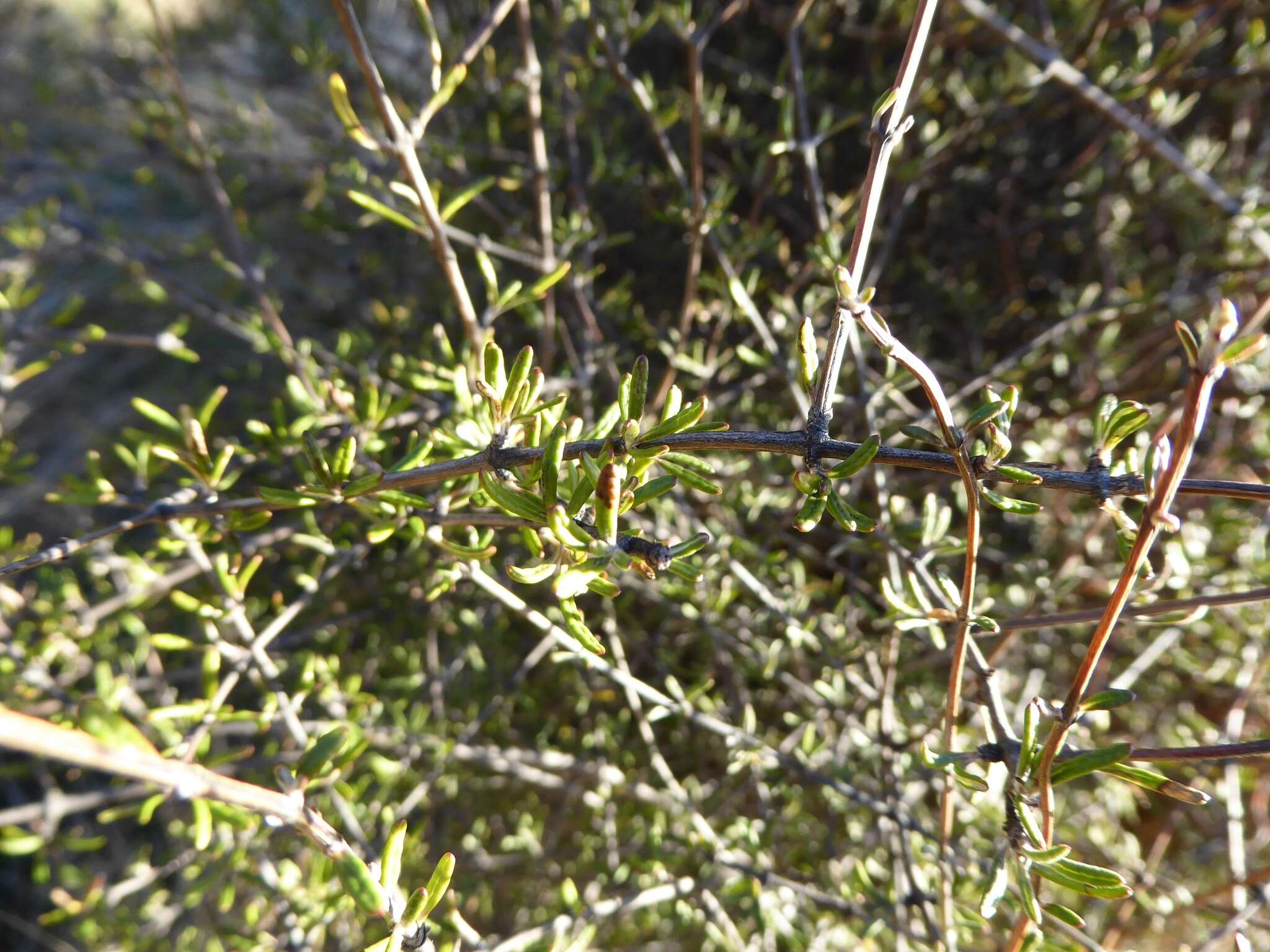 Image of Olearia bullata H. D. Wilson & P. J. Garnock-Jones