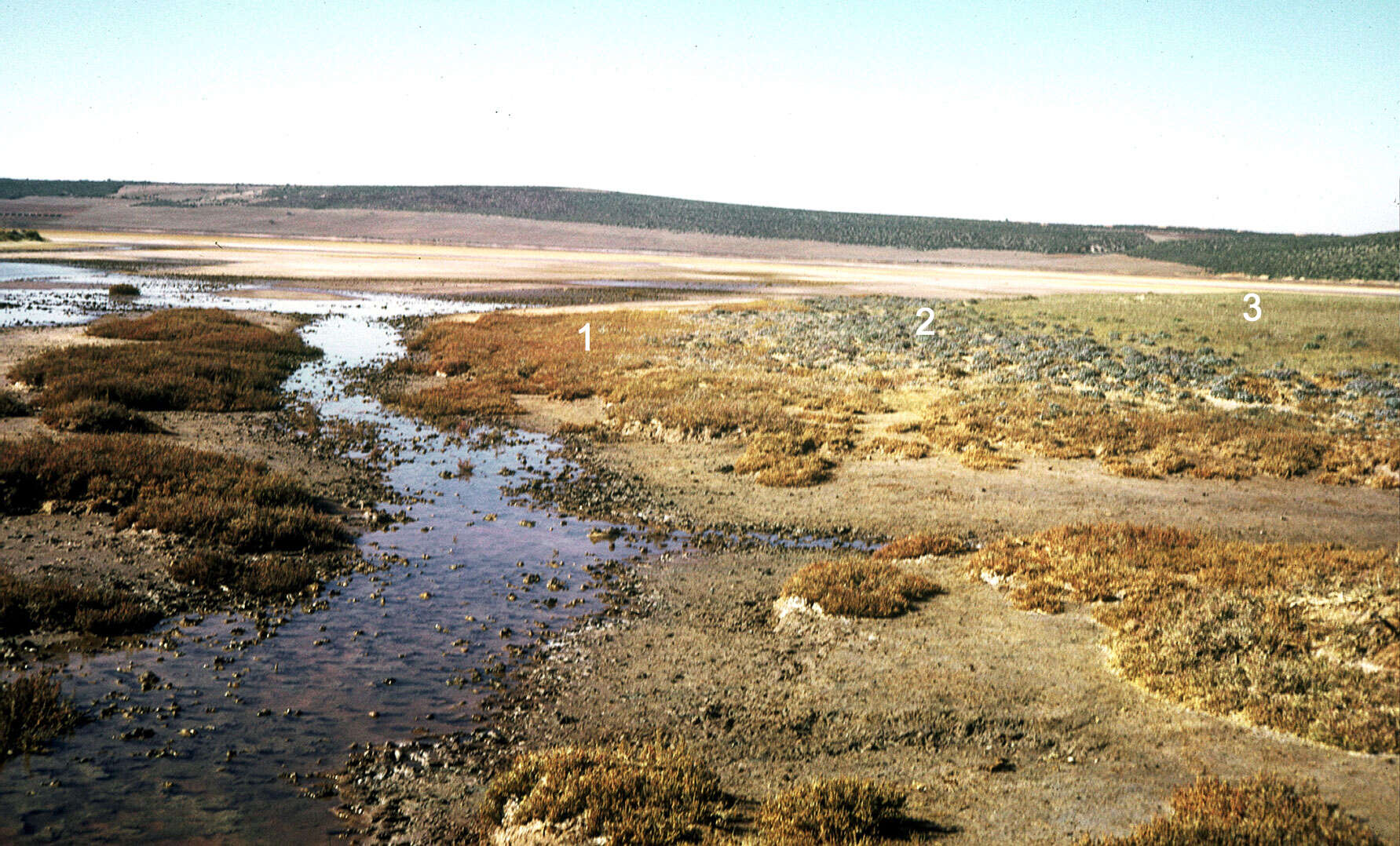 Image of Suaeda fruticosa (L.) Forsk.