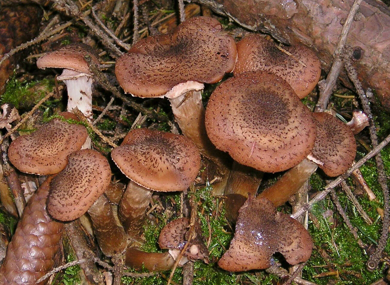 Image of Armillaria ostoyae (Romagn.) Herink 1973