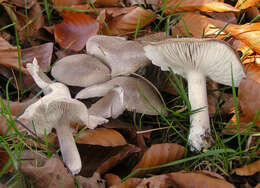 Image of Grey Agaric