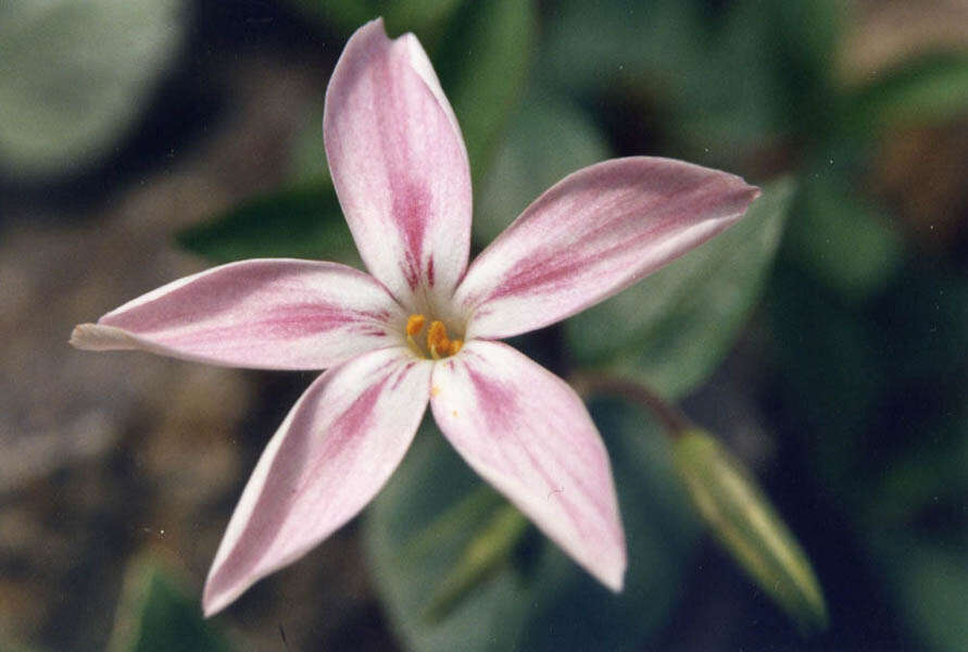 Image of northern phlox