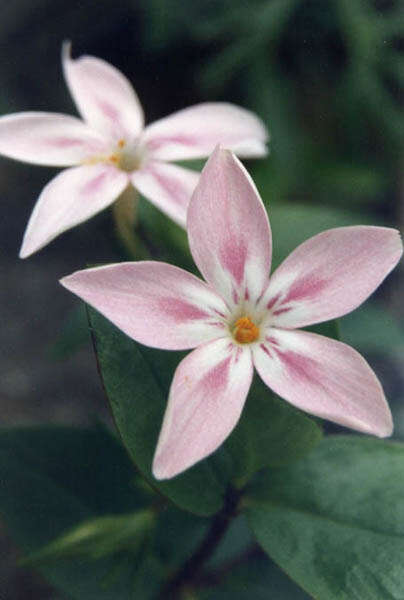 Image of northern phlox