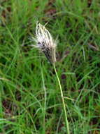 Image of feather fingergrass