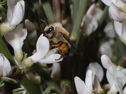 Image of Colletes dimidiatus Brullé 1840