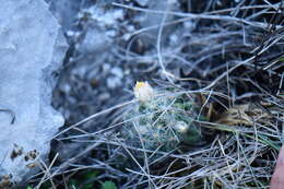 Image de Mammillaria prolifera (Mill.) Haw.