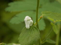 Image of Leucas decemdentata (Willd.) Sm.