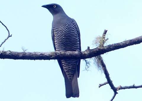 Image of Barred Cuckoo-shrike