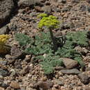 Imagem de Lomatium foeniculaceum subsp. fimbriatum W. L. Theob.