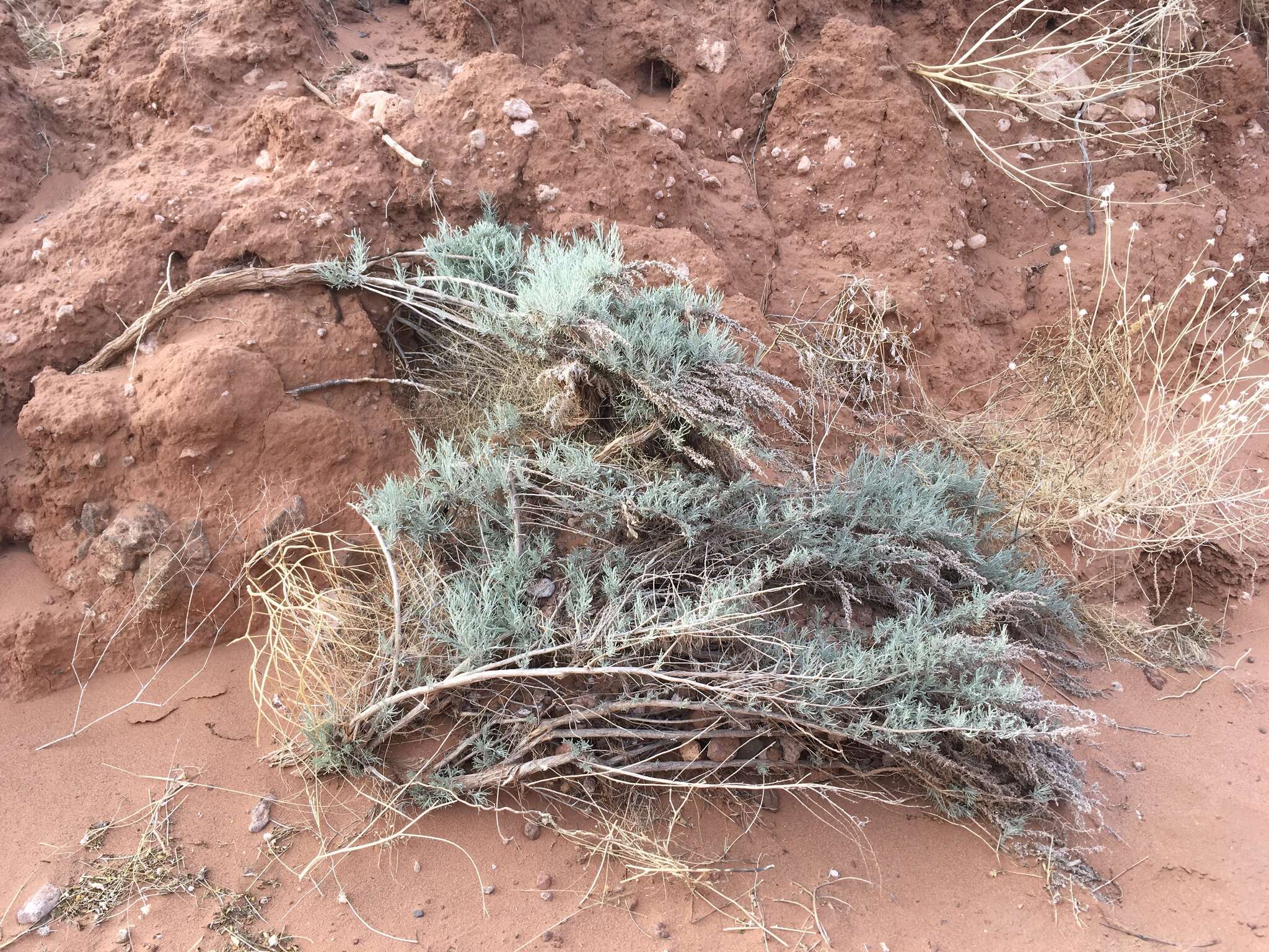 Artemisia filifolia Torr. resmi