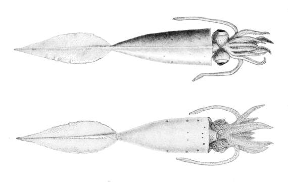 Слика од Galiteuthis phyllura Berry 1911