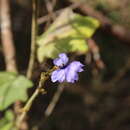 Image of Dampiera hederacea R. Br.
