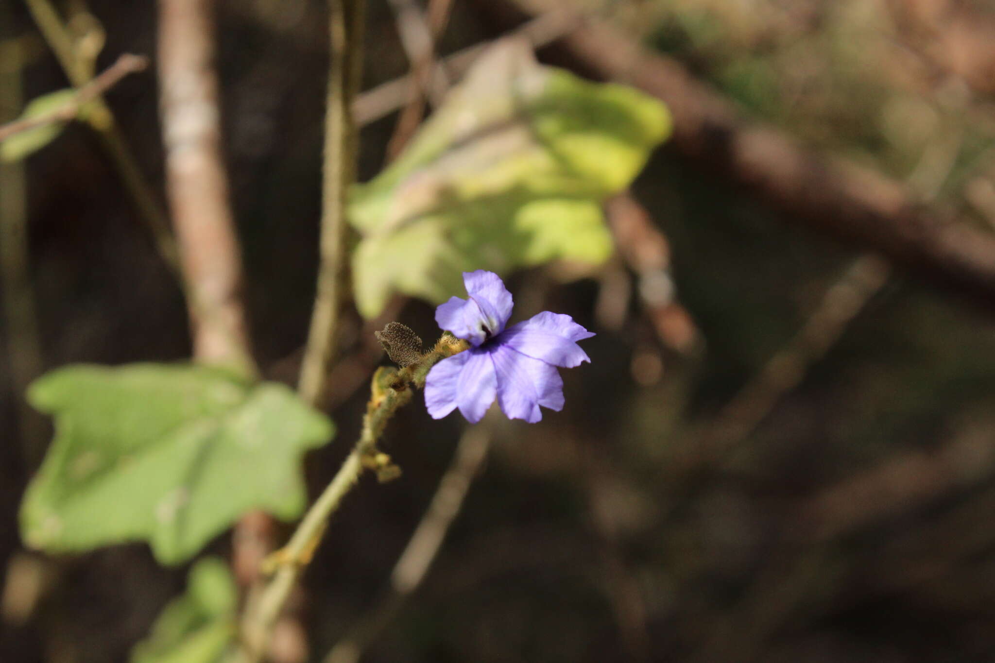 Image of Dampiera hederacea R. Br.