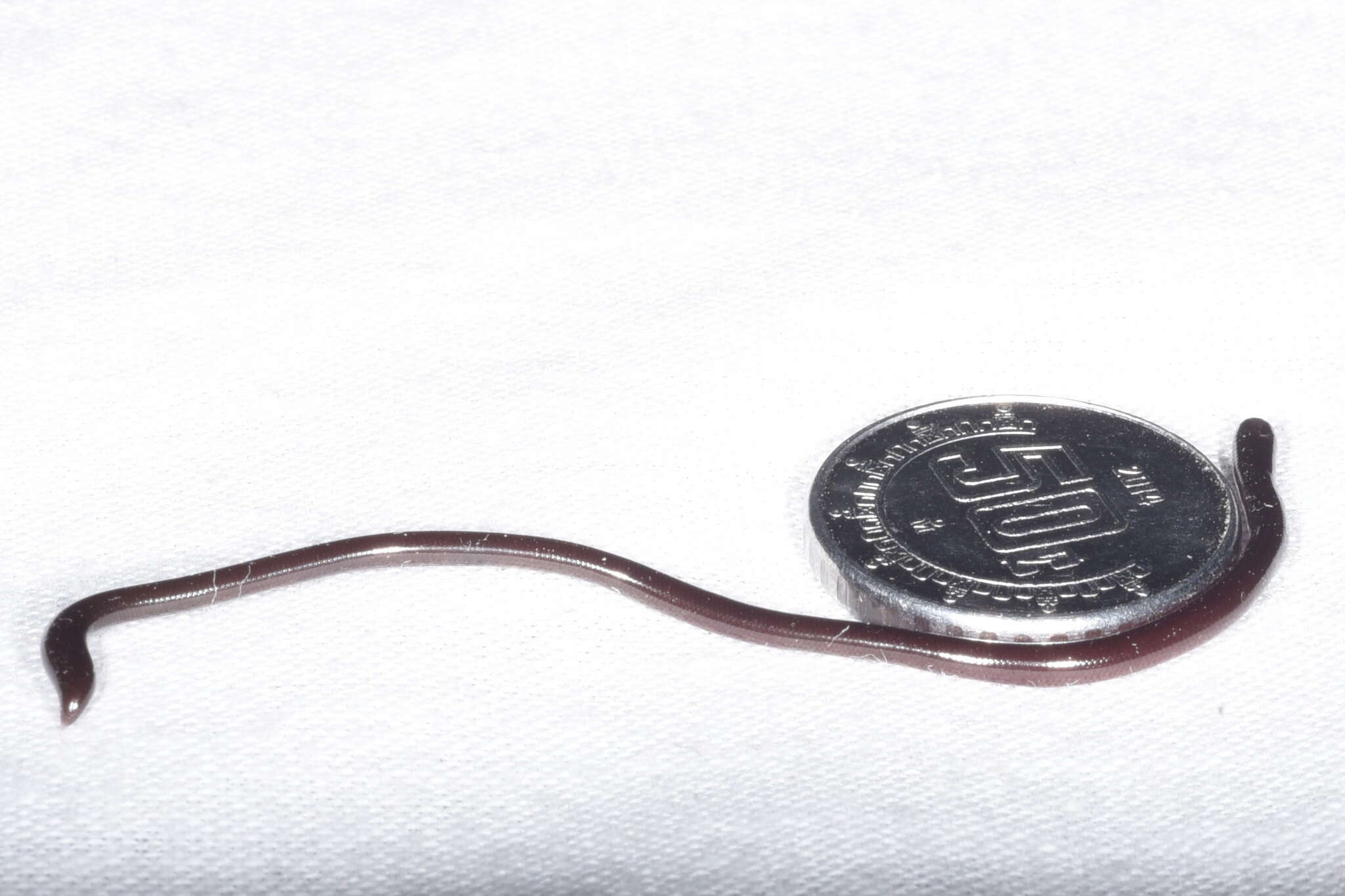 Image of Western Blind Snake