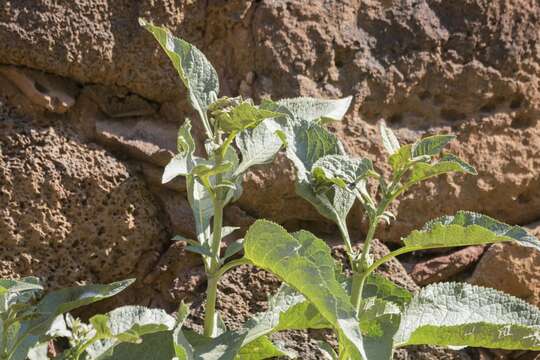 صورة Buddleja sessiliflora Kunth