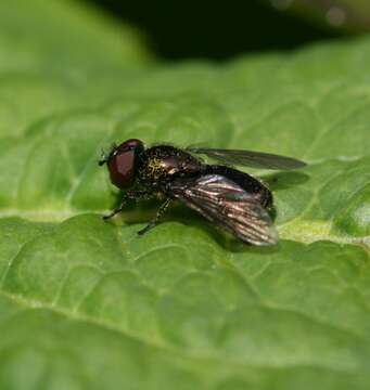 Image of Melanogaster hirtella