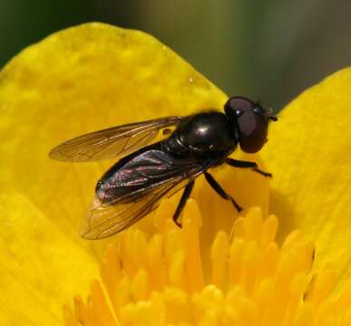 Image of Melanogaster hirtella