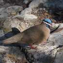 Image of Blue-headed Quail-Dove