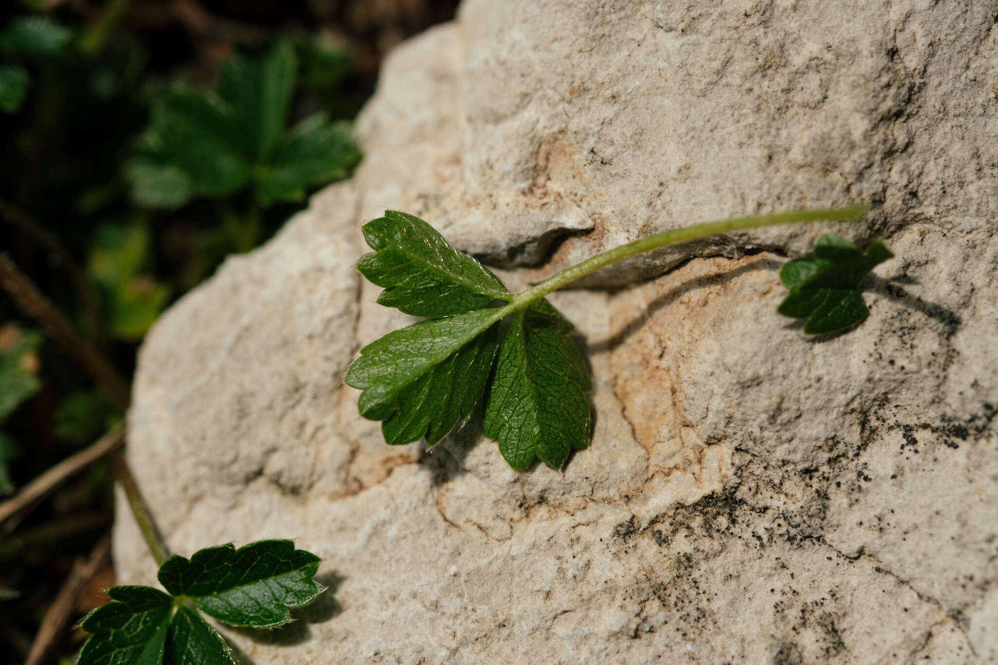 Image de Potentilla brauniana