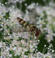 Image of Banded Meliscaeva