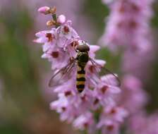 Image of Banded Meliscaeva