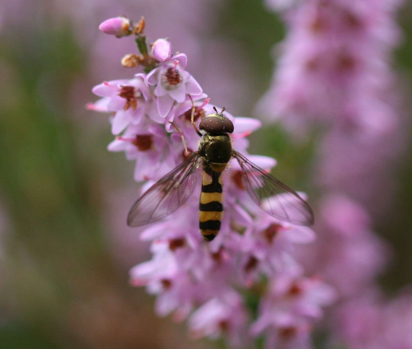 Image of Banded Meliscaeva