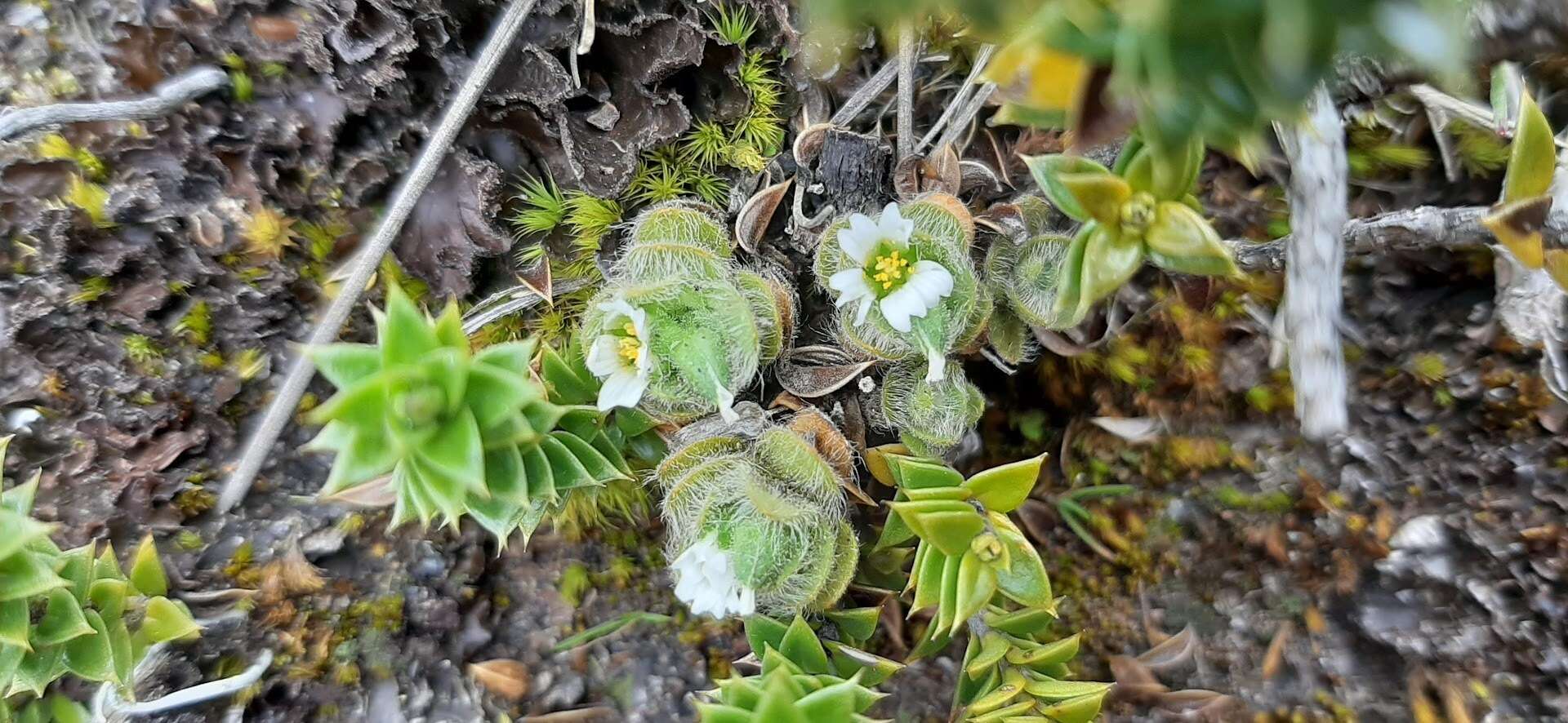 Image of Cerastium imbricatum Kunth