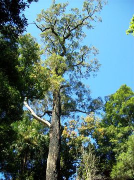 Image of gray ironbark