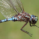 Image of Zigzag Darner