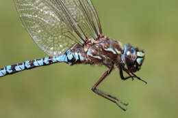 Image of Zigzag Darner