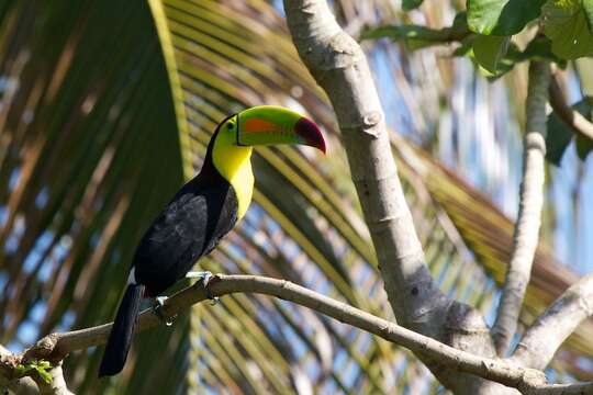 Image of Keel-billed Toucan