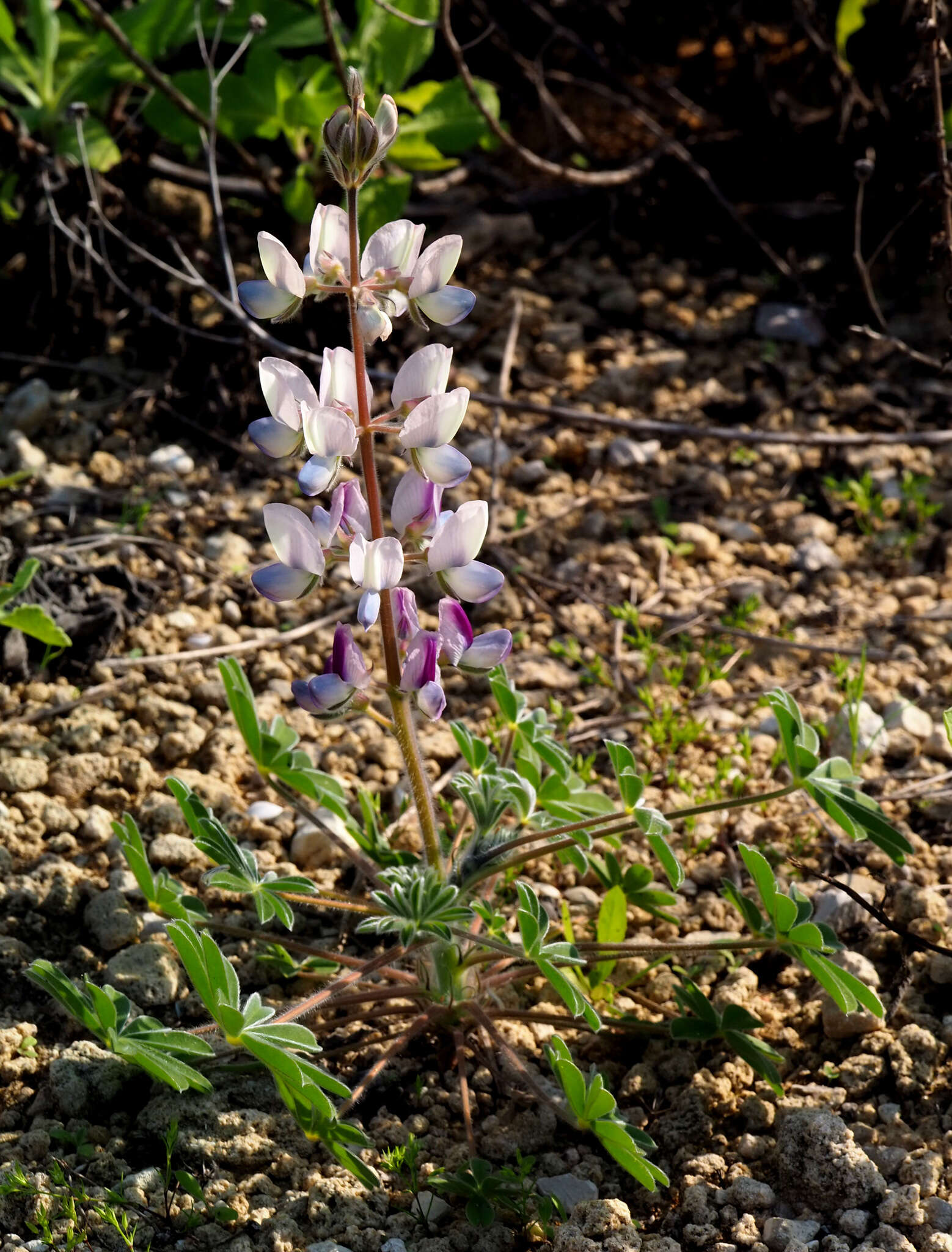 Image of Lupinus palaestinus Boiss.