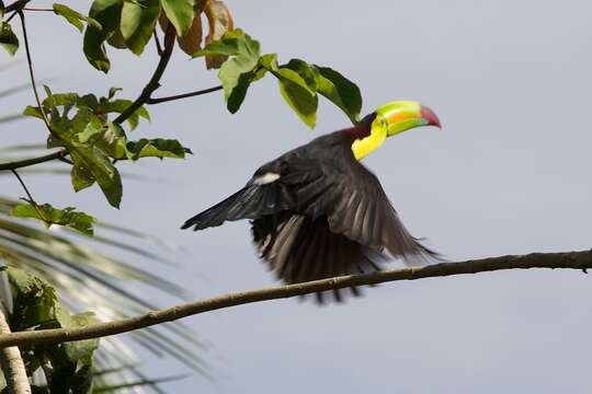 Image of Keel-billed Toucan