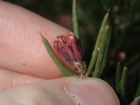 Image de Hakea circumalata Meissn.