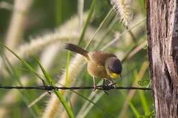 Geothlypis Cabanis 1847 resmi