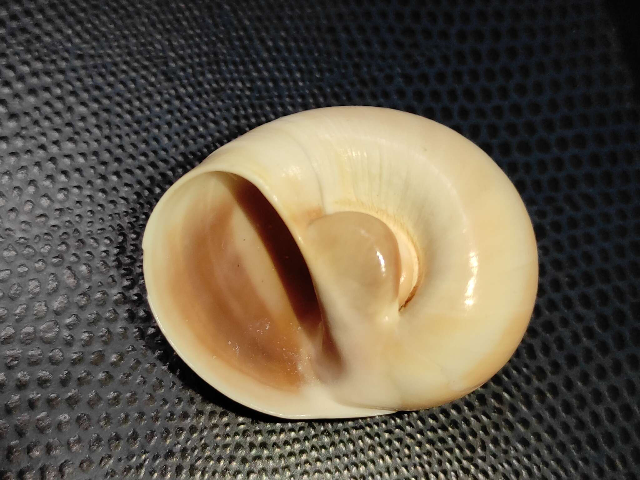 Image of Josephine's moonsnail