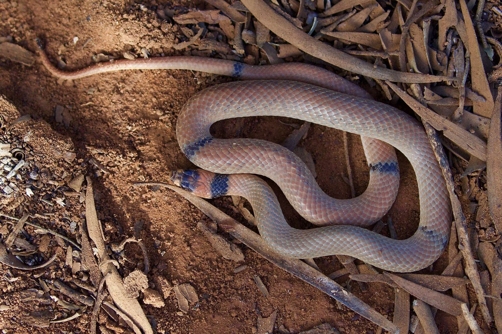 Image of Ringed Brown Snake