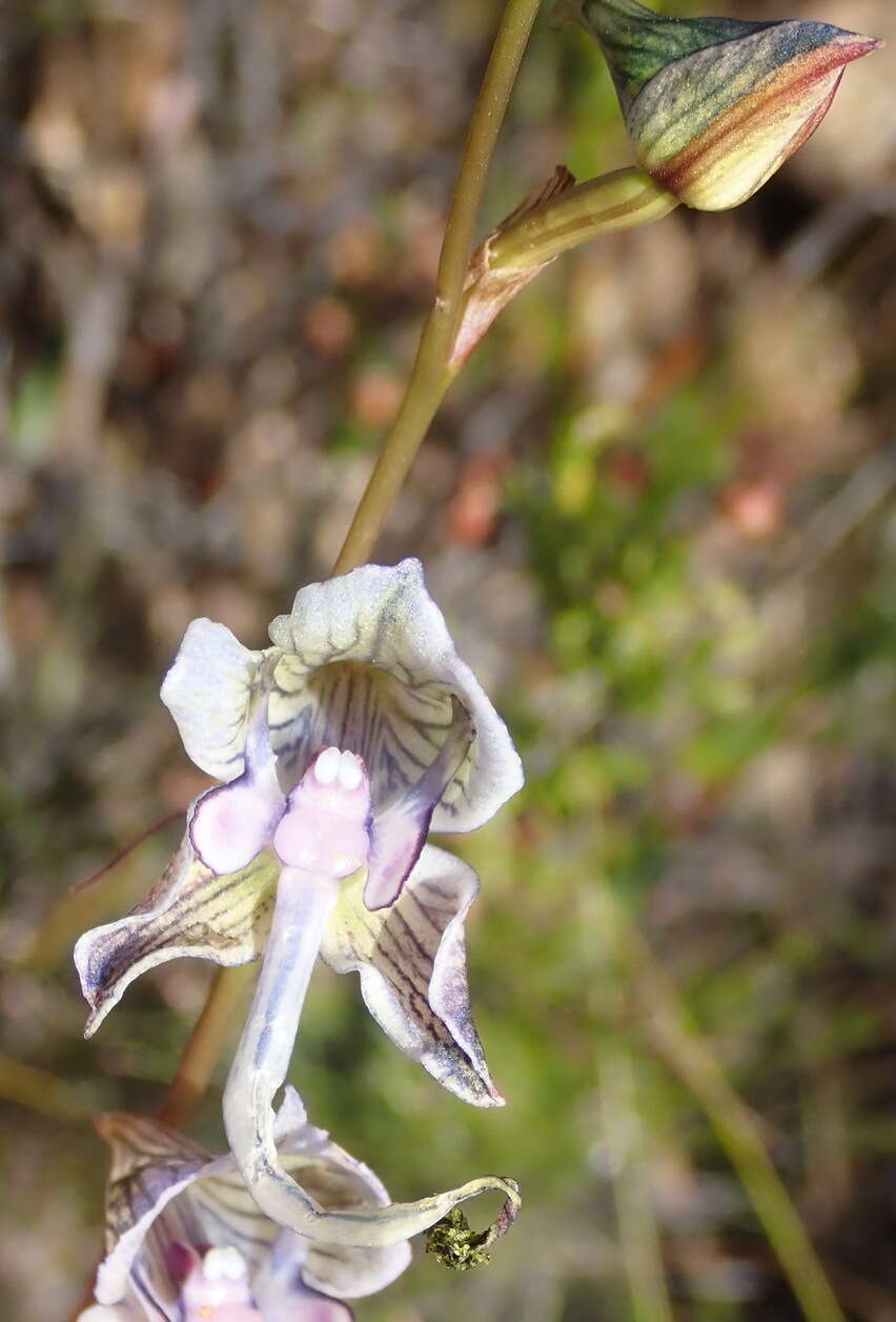 Image of Disa multifida Lindl.