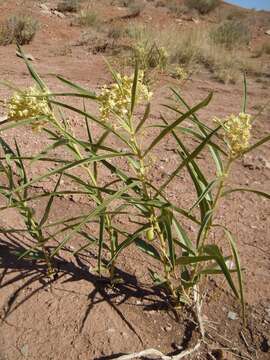 Image of Utah milkweed