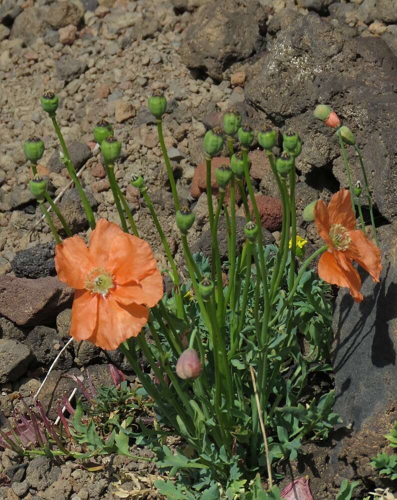 Image of Papaver fugax Poir.