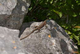 Image of Blue-throated Keeled Lizard